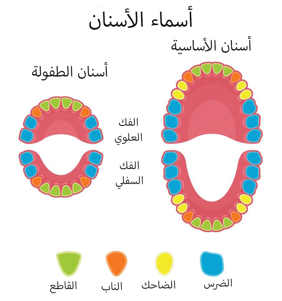 أنواع الأسنان